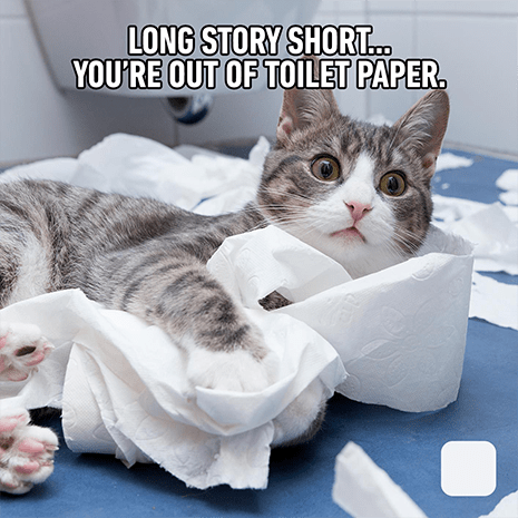 cat-toilet paper-toiletpaper
